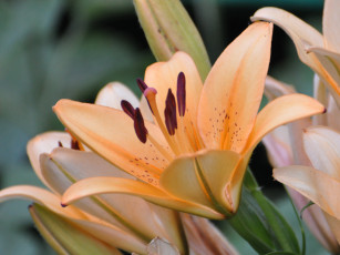 Картинка цветы лилии лилейники