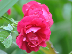 Картинка цветы розы