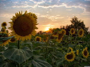 Картинка подсолнухи на закате цветы