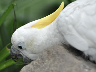 обоя животные, попугаи