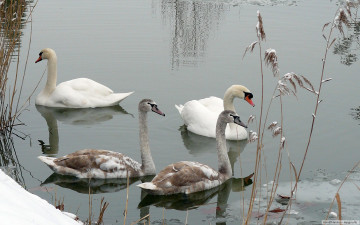Картинка животные лебеди