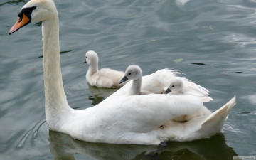 Картинка животные лебеди