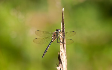 Картинка животные стрекозы
