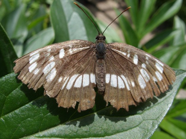 Обои картинки фото бабочки, животные