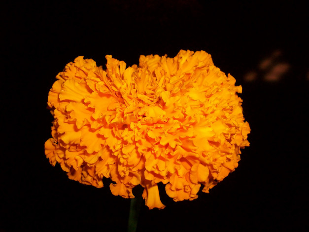 Обои картинки фото цветы, бархатцы