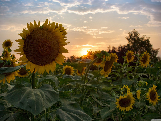 Обои картинки фото подсолнухи, на, закате, цветы