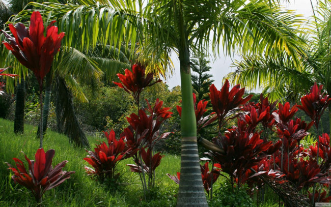 Обои картинки фото природа, деревья