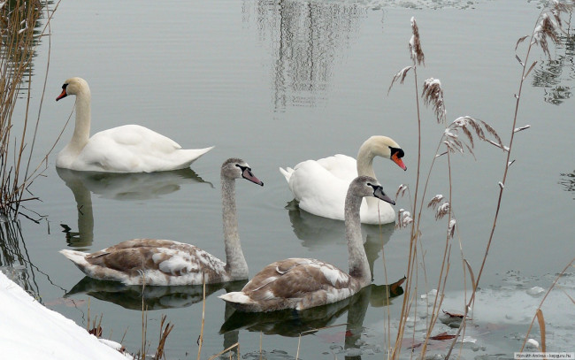 Обои картинки фото животные, лебеди