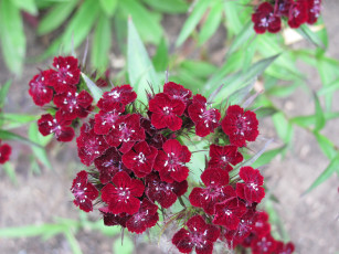 Картинка цветы гвоздики бордовые бархатистые