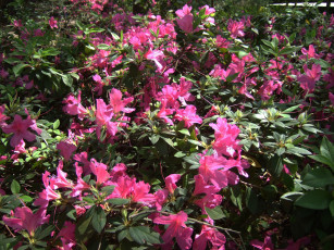 Картинка цветы рододендроны азалии