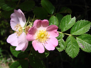 Картинка цветы шиповник