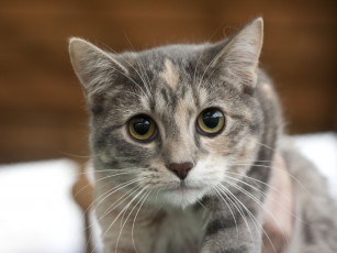 Картинка животные коты