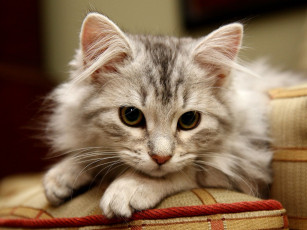 Картинка животные коты