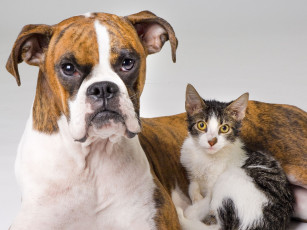 Картинка животные разные вместе боксер котенок