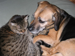 Картинка животные разные вместе кот собака