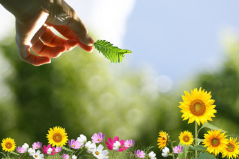 Картинка разное компьютерный дизайн рука космея подсолнухи листок