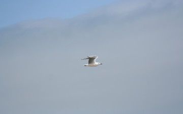 Картинка животные Чайки бакланы крачки простор полёт