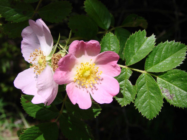 Обои картинки фото цветы, шиповник