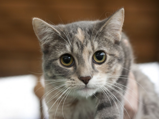 Обои картинки фото животные, коты