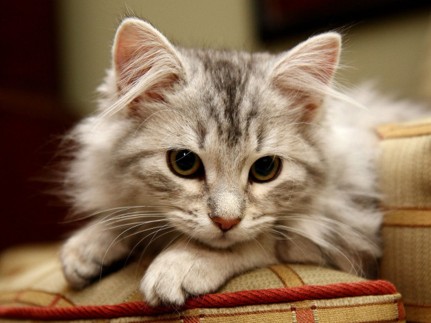 Обои картинки фото животные, коты