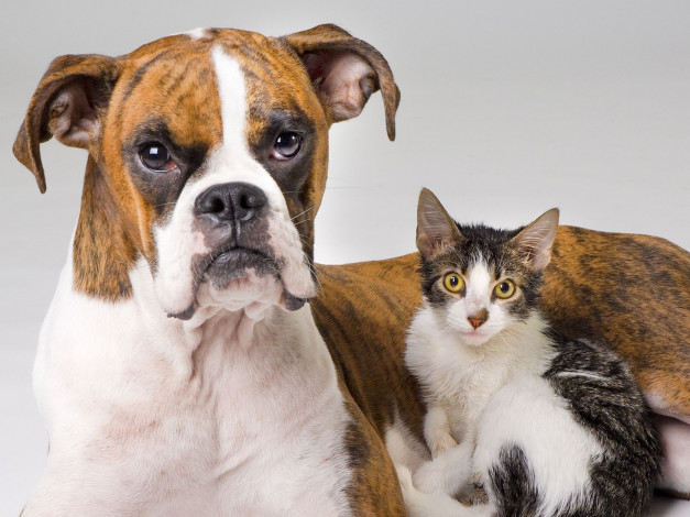 Обои картинки фото животные, разные, вместе, боксер, котенок