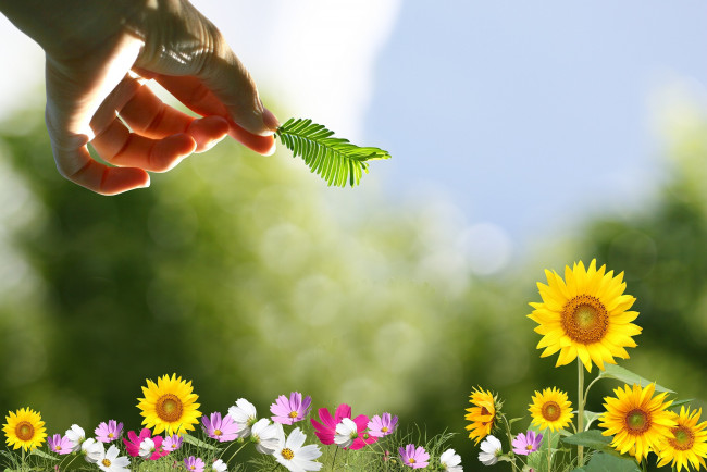 Обои картинки фото разное, компьютерный, дизайн, рука, космея, подсолнухи, листок