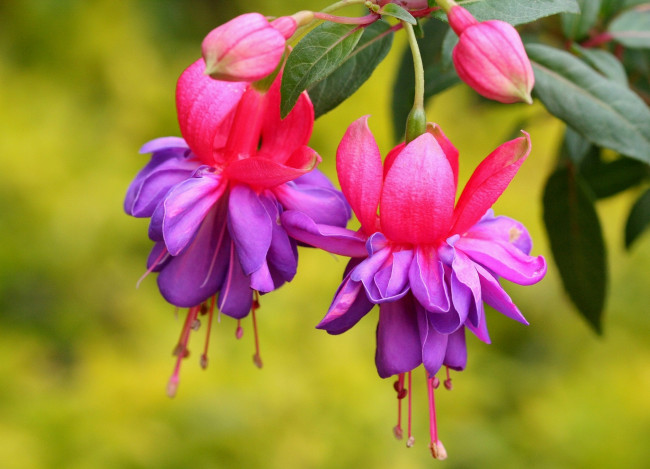 Обои картинки фото фуксия, цветы, малиновый, фиолетовый, яркий