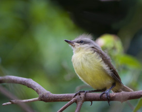 Картинка животные птицы ветка птичка