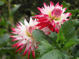 Картинка цветы георгины листья бутоны