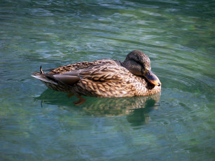 Картинка животные утки утка