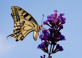 Картинка животные бабочки цветок крылья