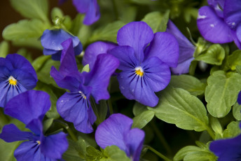 Картинка цветы анютины глазки садовые фиалки фиолетовый