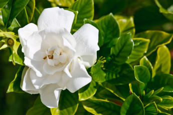 Картинка цветы гардения лепестки белый