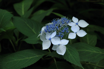 Картинка цветы гортензия цветок