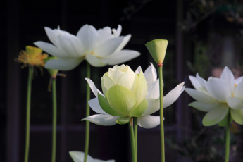 Картинка цветы лотосы лотос