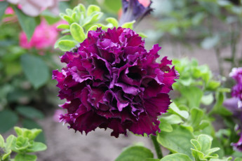 Картинка цветы петунии калибрахоа цветок голубовато-зеленый фон листья