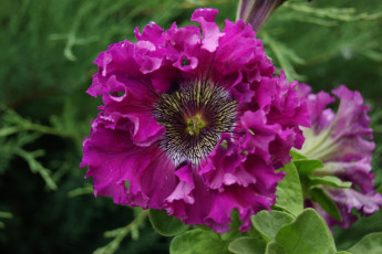 Картинка цветы петунии калибрахоа листья цветок зеленый фон