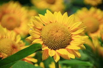 Картинка цветы подсолнухи подсолнух