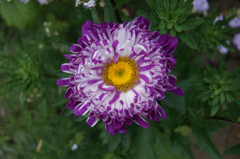 Картинка цветы астры зеленый фон цветок