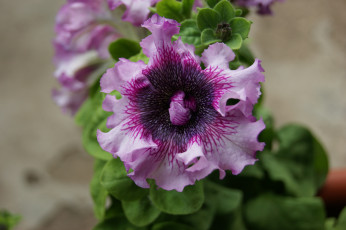 Картинка цветы петунии калибрахоа цветок листья серый фон