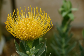 Картинка цветы протея желтый экзотика