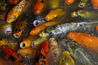 Картинка животные рыбы японский карп много кои