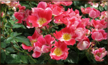 Картинка цветы шиповник