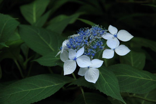 Обои картинки фото цветы, гортензия, цветок