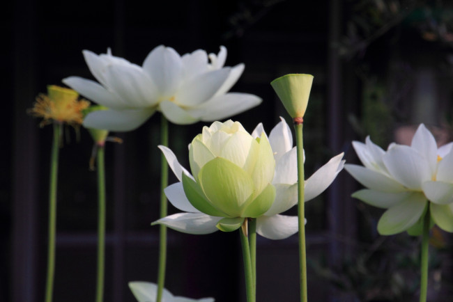 Обои картинки фото цветы, лотосы, лотос