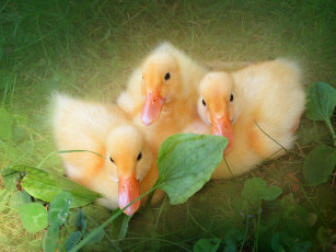 Картинка животные утки трава лужайка утята