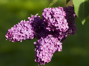 Картинка цветы сирень гроздья