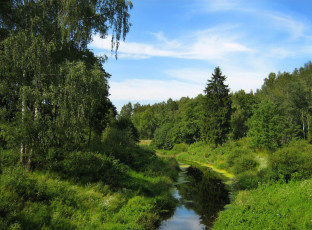 Картинка природа реки озера река деревья лес тина трава кусты