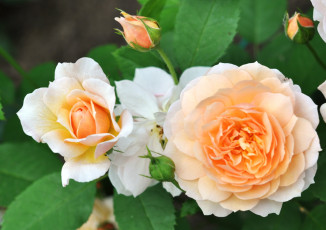 Картинка цветы розы макро