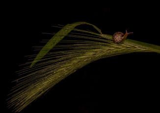 Картинка животные улитки листья улитка роса капли колос темный фон